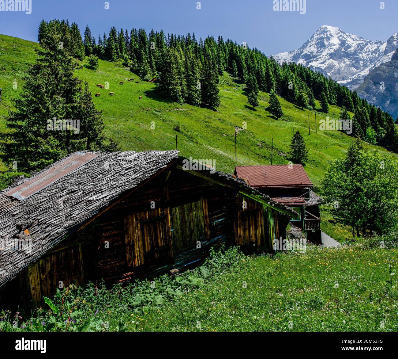 Panorama alpino con fiori selvatici, rifugi e prati alpini, la cima dello Jungfrau sullo sfondo, Mürren, Lauterbrunnen, Oberland Bernese, Svizzero Foto Stock