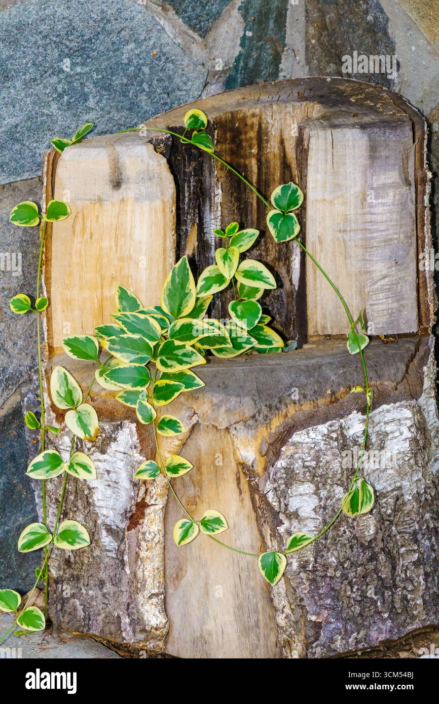L'edera variegata con foglie verdi e gialle si estende su tronchi di legno tagliati ruvidi e pareti di pietra. Pianta per arrampicata decorativa spesso utilizzata in gard Foto Stock