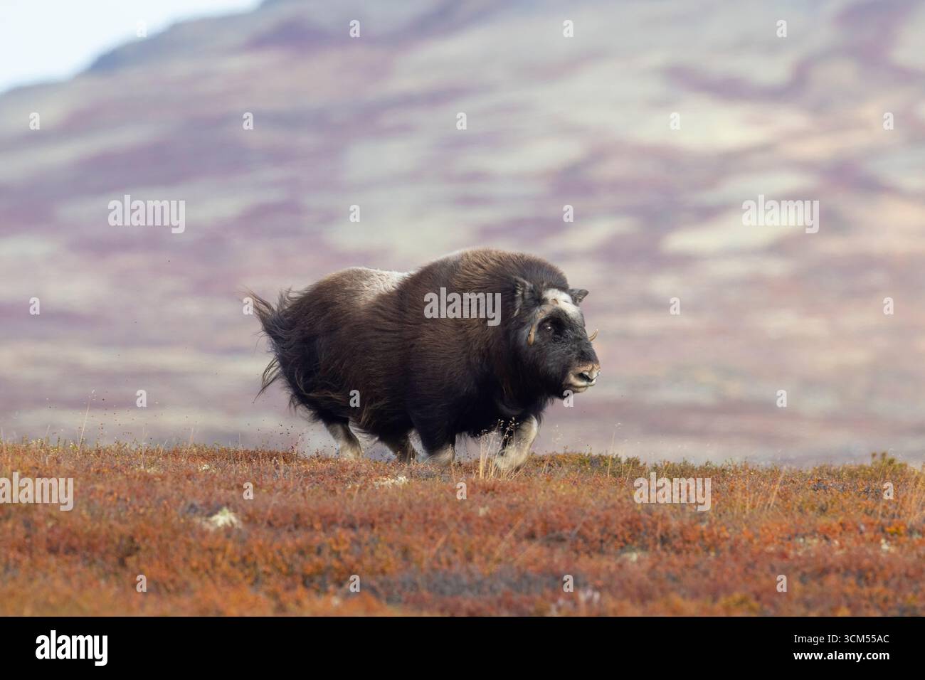 Musk bue, Ovibos moschatus, running muw, autunno, Dovre Fjaell, parco nazionale di Sunndalsfjella, Norvegia Foto Stock