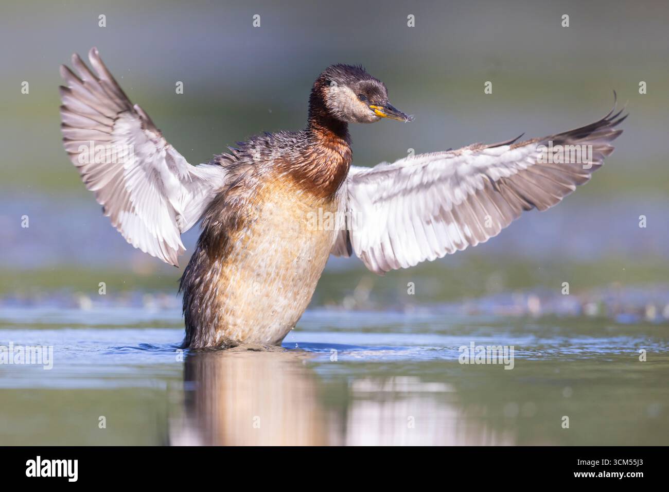 Grebe dal collo rosso, Podiceps grisegena, grebe adulto che sbatte le ali, Schleswig-Holstein, Germania Foto Stock
