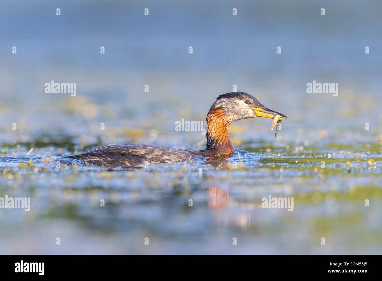 Grebe dal collo rosso, Podiceps grisegena, grebe adulto con preda, Schleswig-Holstein, Germania Foto Stock