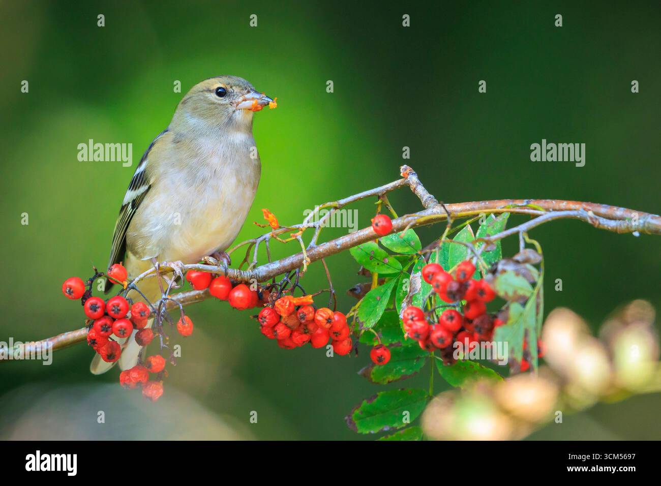 Primo piano di una femmina di fringuello, Fringilla coelebs, arroccato in una struttura ad albero Foto Stock