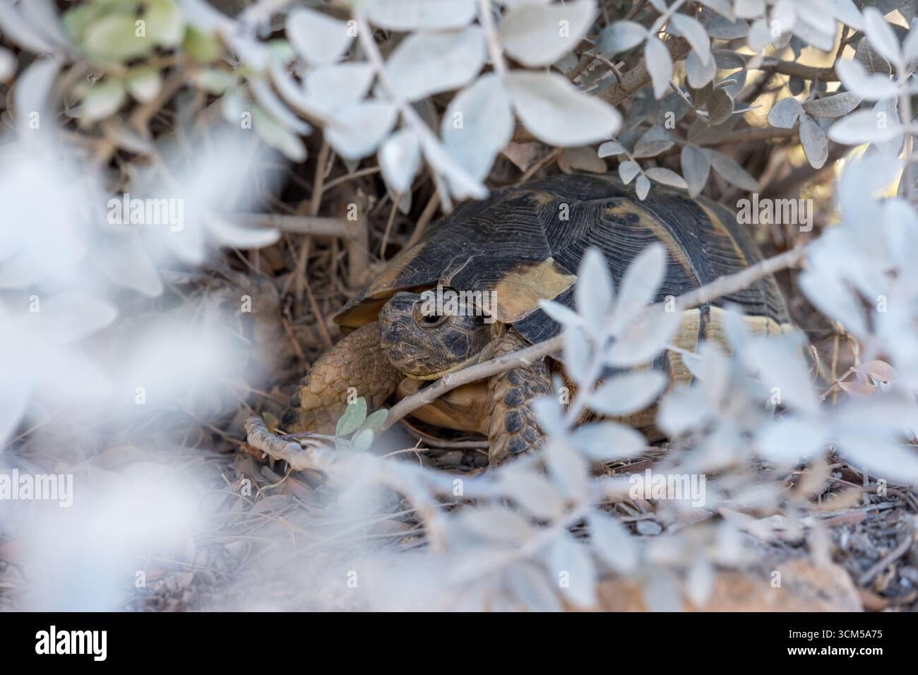Una tartaruga marginata riposa dal caldo dell'Agorà di Atene, in Grecia. L'uso della flora autoctona ha reso l'area un paradiso per la fauna locale. Foto Stock