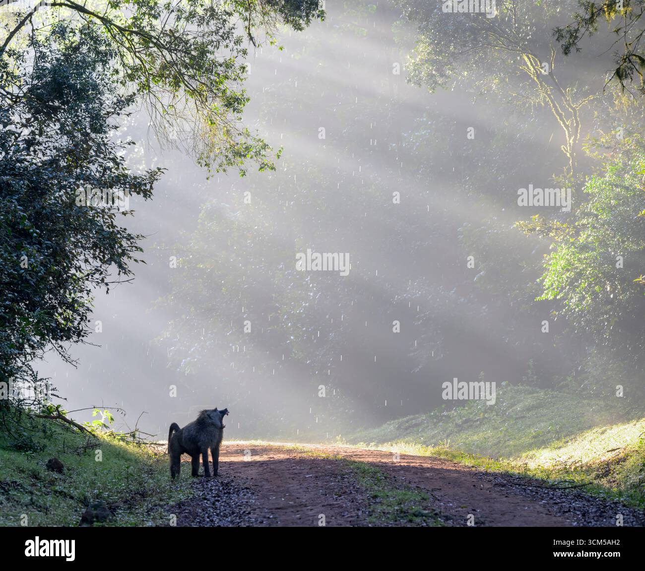Babbuino di oliva (Papio anubis) maschio a bocca aperta sul ciglio della strada, mattina umida e nebbiosa, Parco Nazionale del Monte Elgon, Kenya. Foto Stock