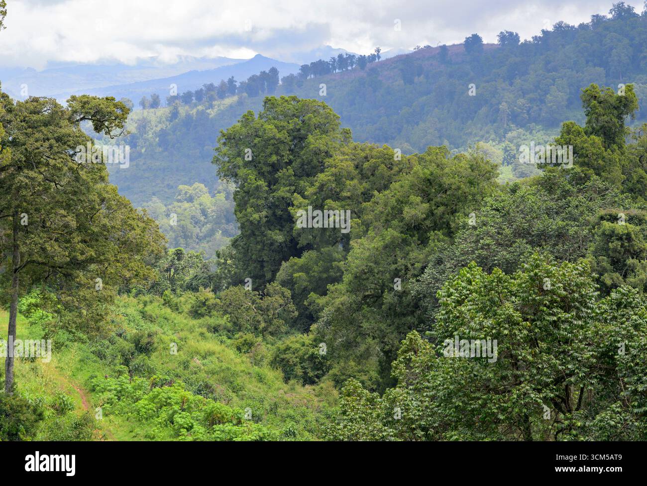 Foresta montana dell'Africa orientale presso il Parco Nazionale del Monte Elgon, Kenya. Foto Stock