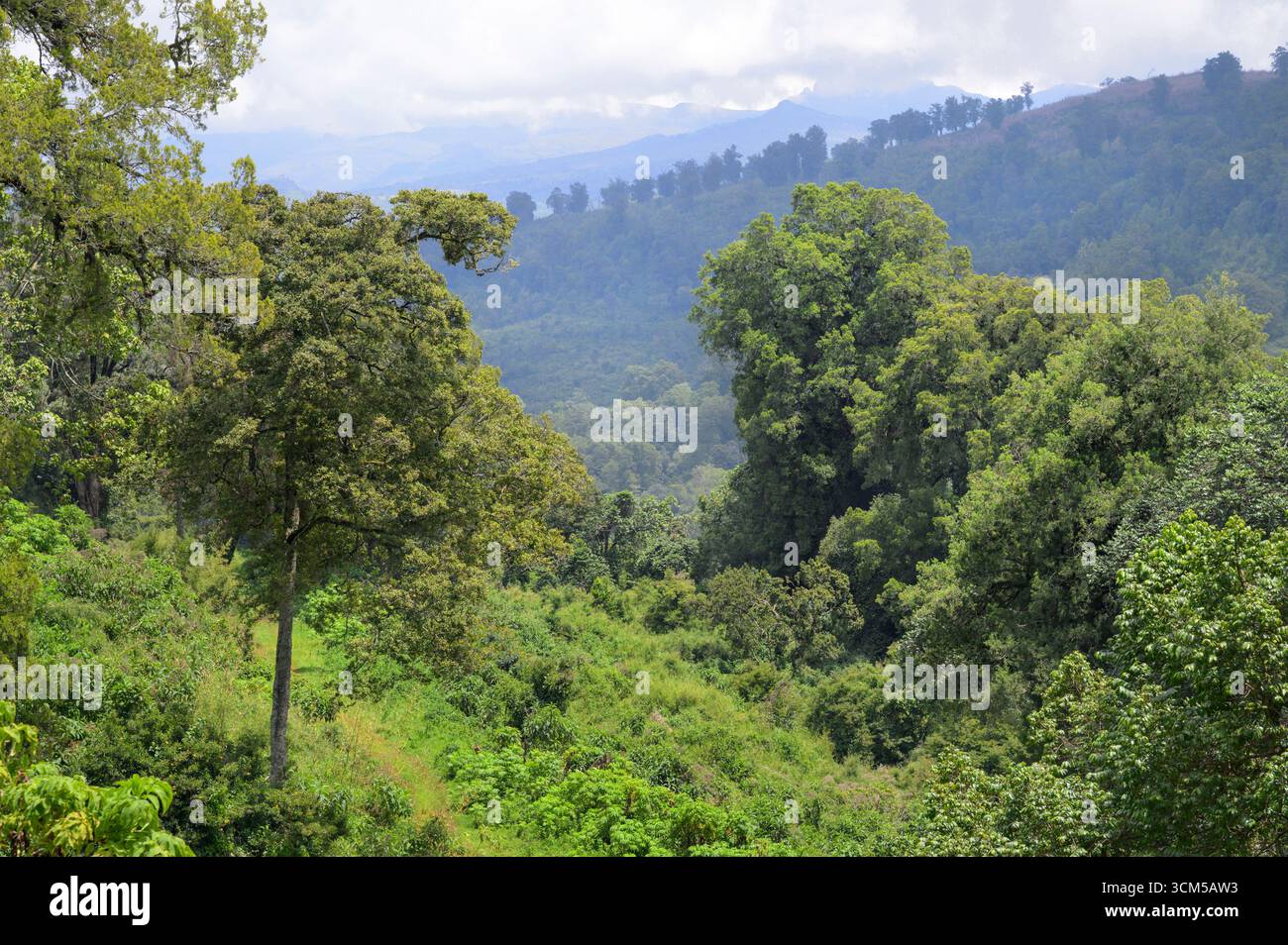 Foresta montana dell'Africa orientale presso il Parco Nazionale del Monte Elgon, Kenya. Foto Stock