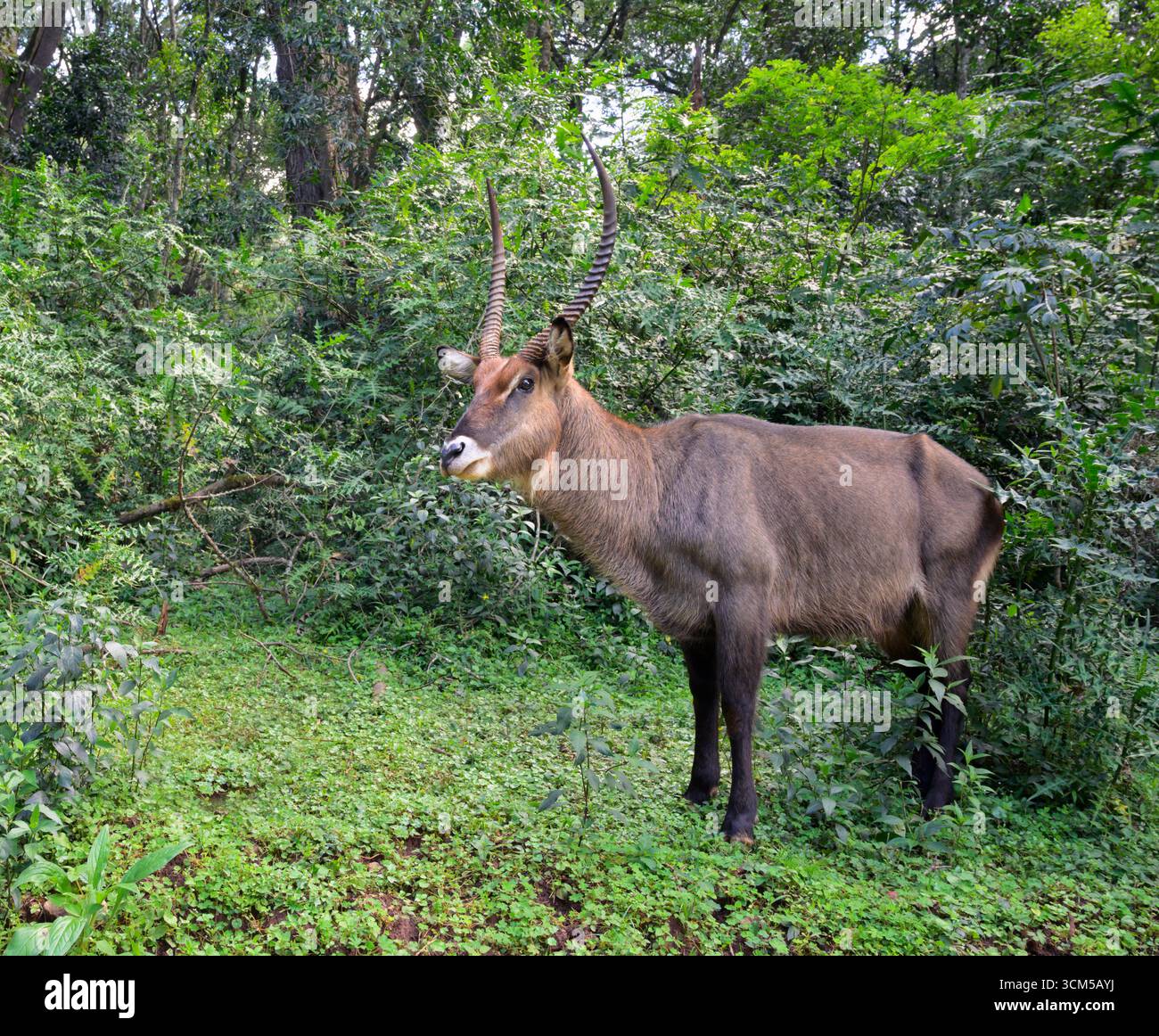 Waterbuck (Kobus ellipsiprymnus) maschio adulto nella foresta montana, Parco Nazionale del Monte Elgon, Kenya. Foto Stock