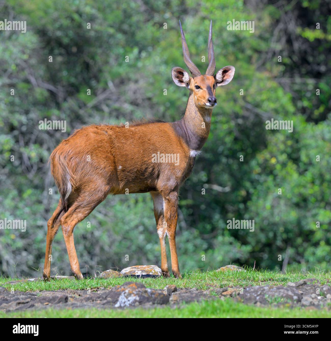 Bushbuck, una sottospecie di endemice (Tragelaphus scriptus heterochrous) maschile nella foresta montana, parco nazionale del Monte Elgon, Kenya. Foto Stock