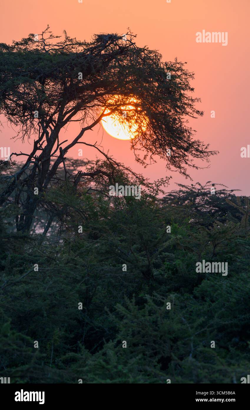 Il sole sorge attraverso gli alberi di acacia, Masai Mara National Reserve, Kenya. Foto Stock