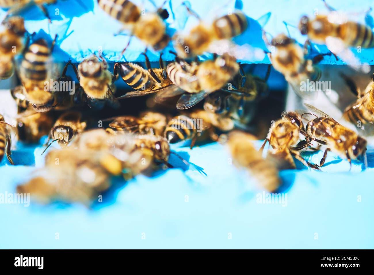 Gruppo di api mellifere che si radunano intorno all'ingresso dell'alveare, si scaldano e interagiscono da vicino sulla superficie dipinta di blu, mostrando motivi dettagliati su ali e corpi in luce naturale Foto Stock