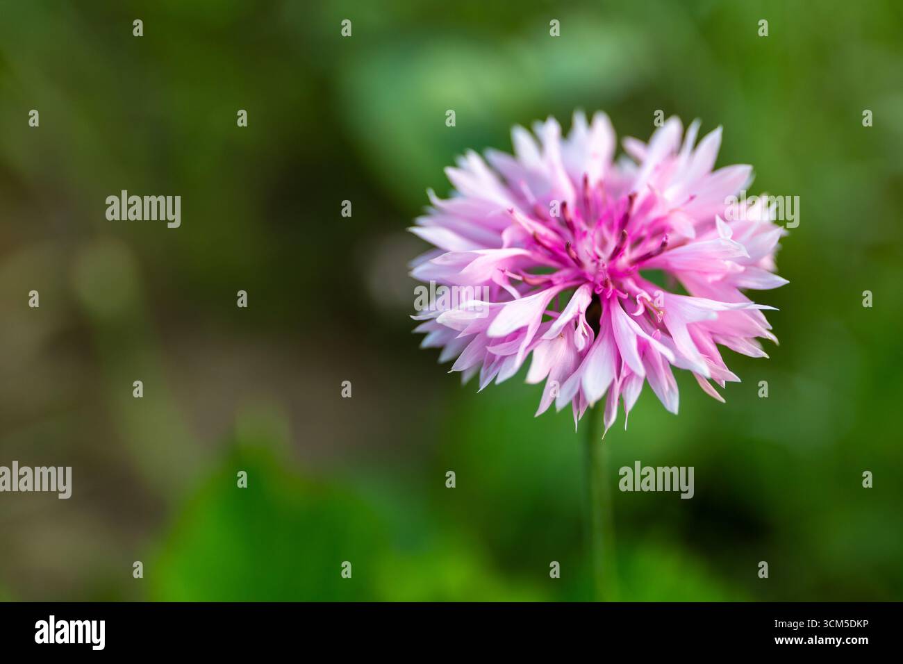 Fiore di corno rosa (Centaurea cyanus, Pink Bachelor's Button) con petali rosa e centro viola, vista ravvicinata di un singolo fiore. Foto Stock