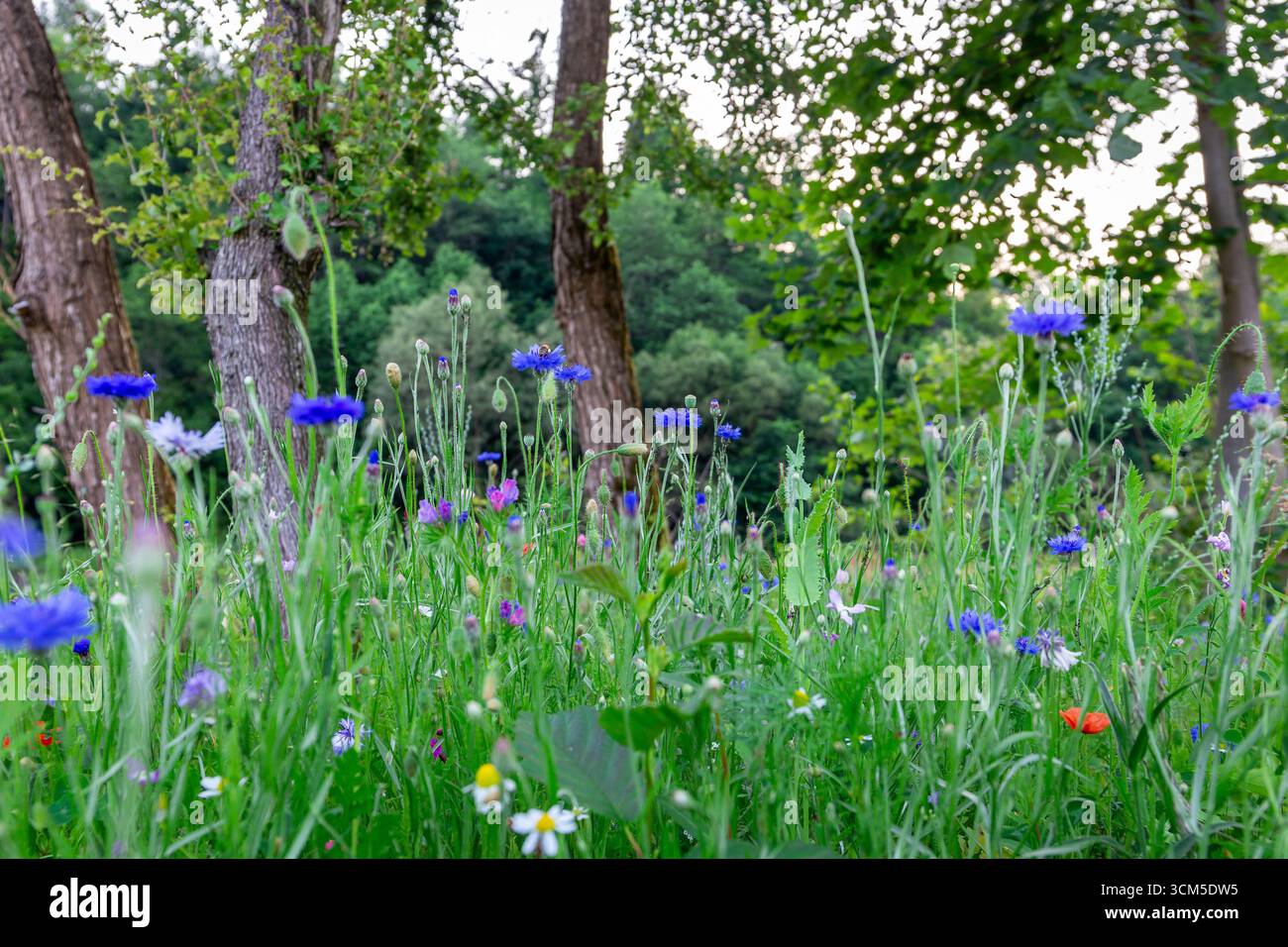 Selvaggio e vibrante prato primaverile con colorati fiori selvatici: fiori di corno, papaveri e margherite, in un bosco con alberi sullo sfondo, Beskids, Polonia Foto Stock