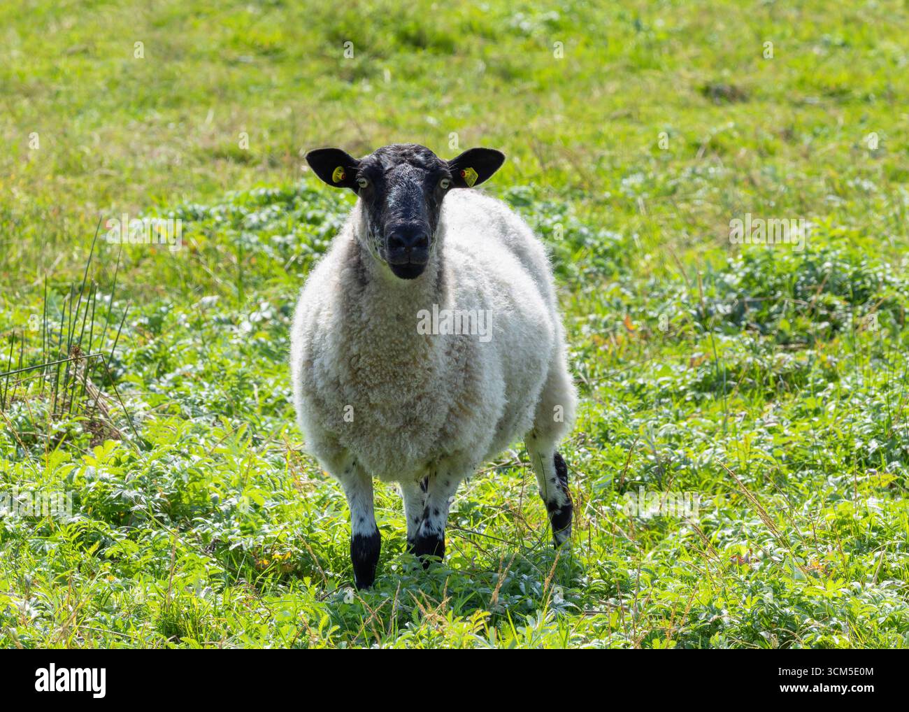 Pecore "Donegal mulo" nel campo erboso. Animale di fattoria di razza incrociata con faccia nera e cappotto di lana bianco riccio. Irlanda Foto Stock