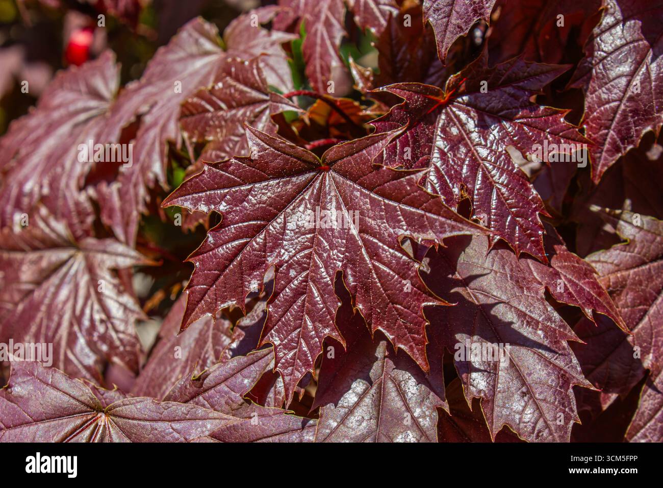 Ravvicinato ramo d'albero con foglie rosse scure di Acer platanoides, il re cremisi dell'acero norvegese. Sfondo Red Maple acutifolia Crimson King. Autunno bac Foto Stock