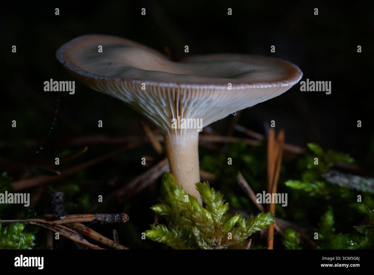 Primo piano di funghi selvatici con branchie visibili sul fondo della foresta Foto Stock