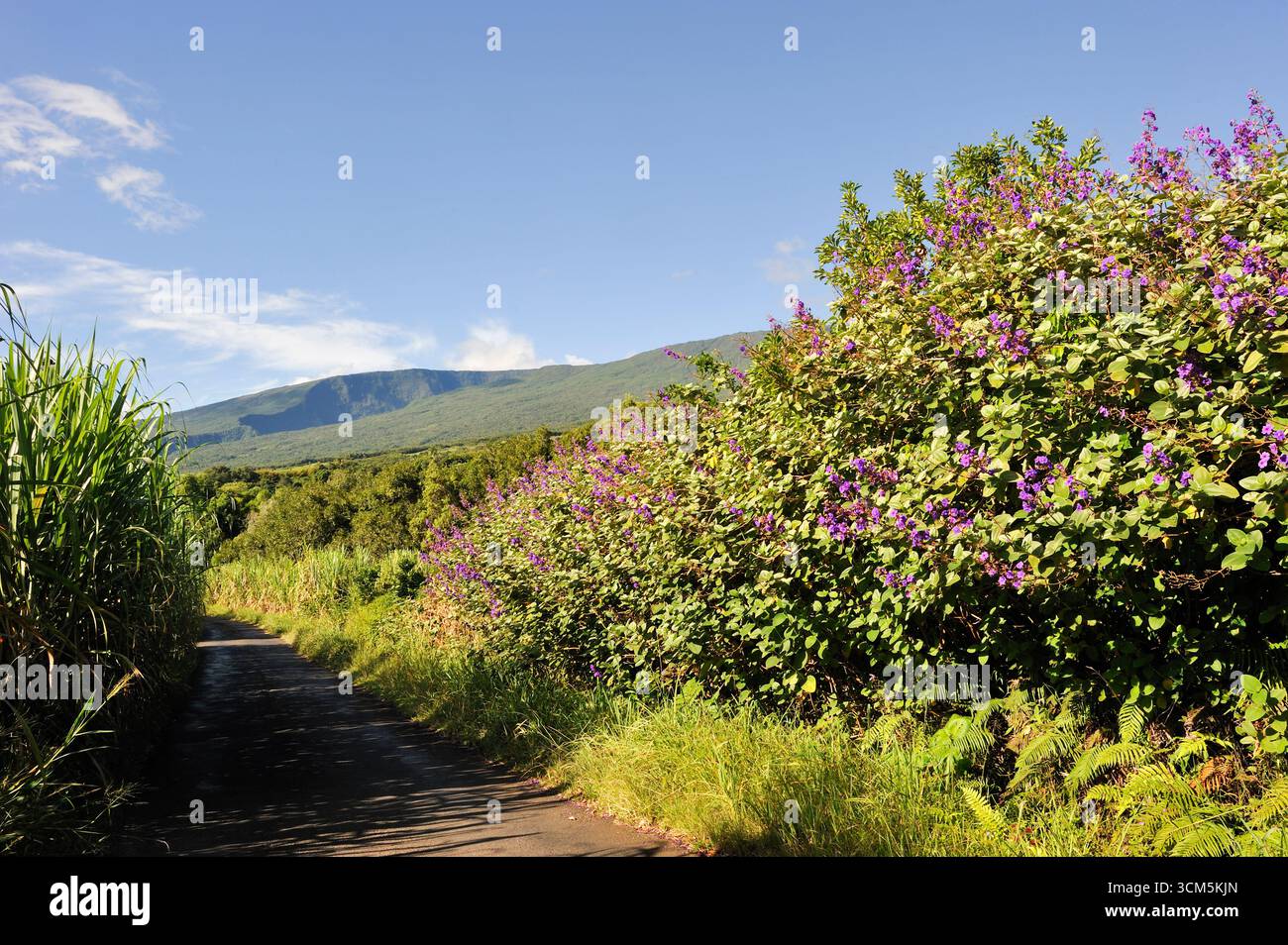 Tibouchina grandifolia si estende tra i campi di canna da zucchero intorno a Sainte-Anne. Isola Reunion, dipartimento d'oltremare della Francia, Oceano Indiano Foto Stock