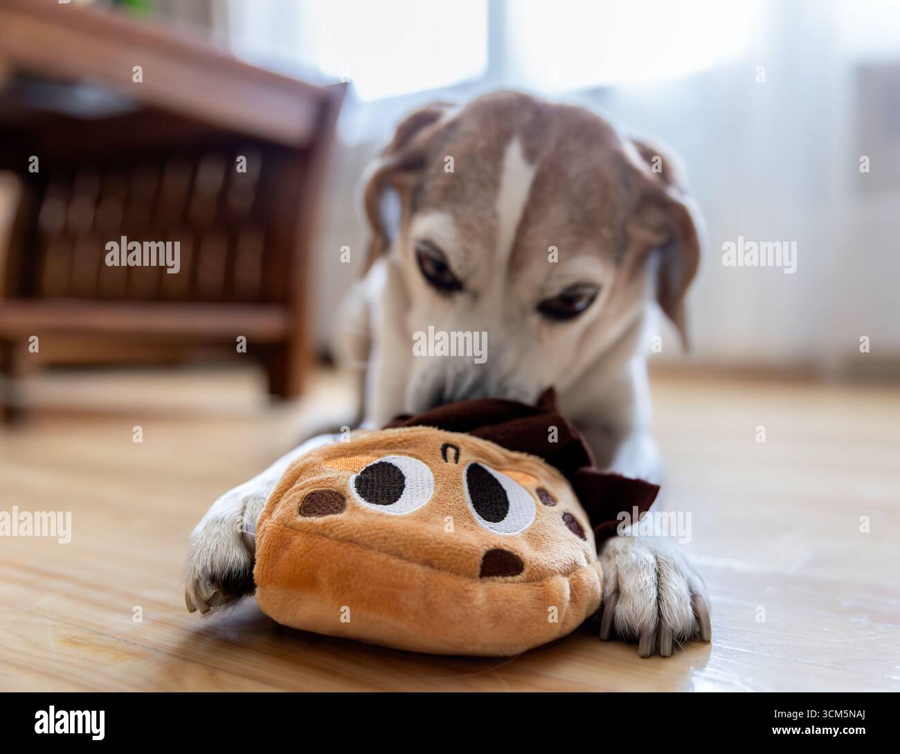 Beagle Dog masticando un peluche interattivo sul pavimento Foto Stock