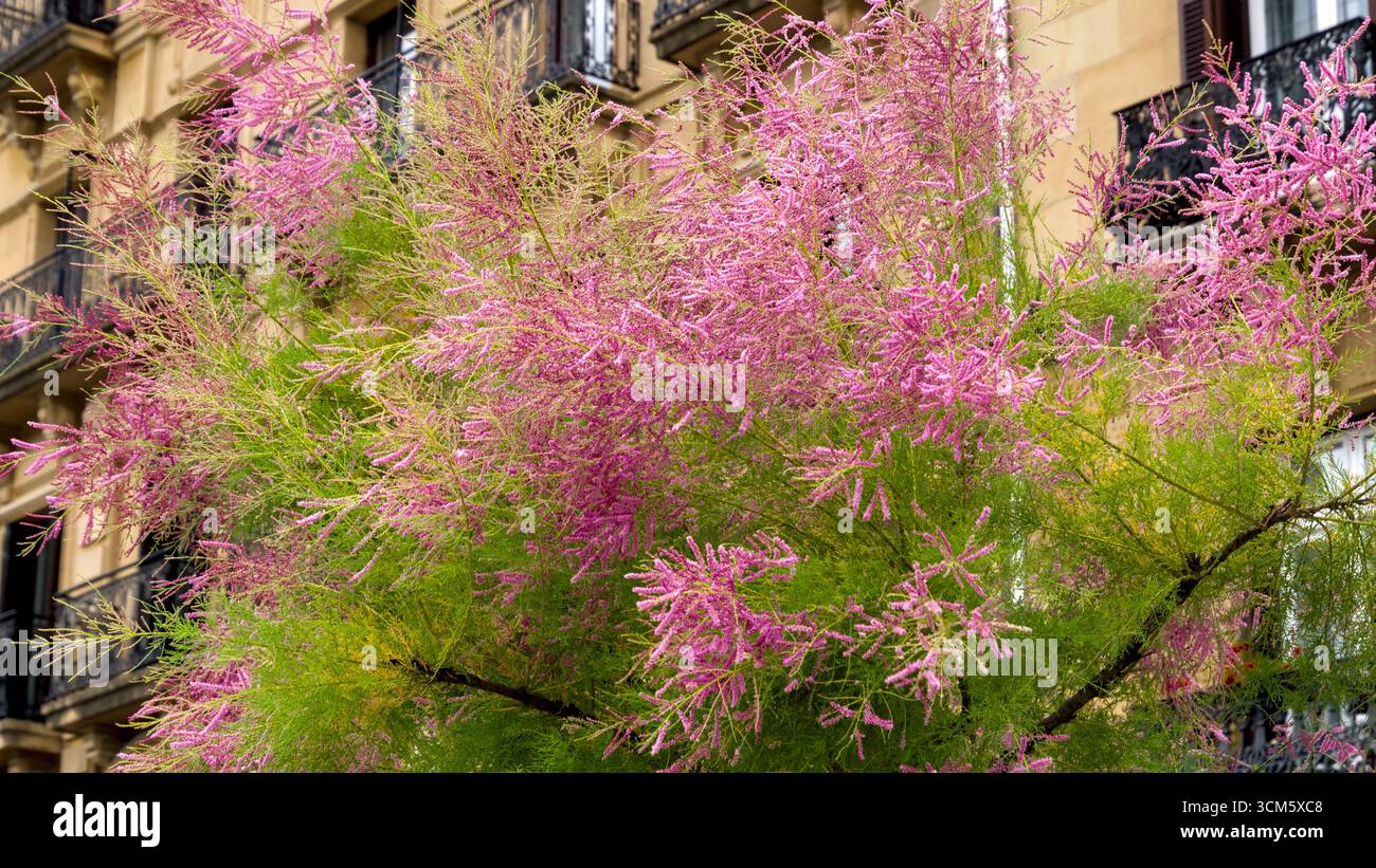 Tamarix ramosissima cespuglio di fronte a una facciata di casa nella città vecchia di San Sebastián, con un'attenzione particolare al verde urbano e allo sfondo architettonico Foto Stock