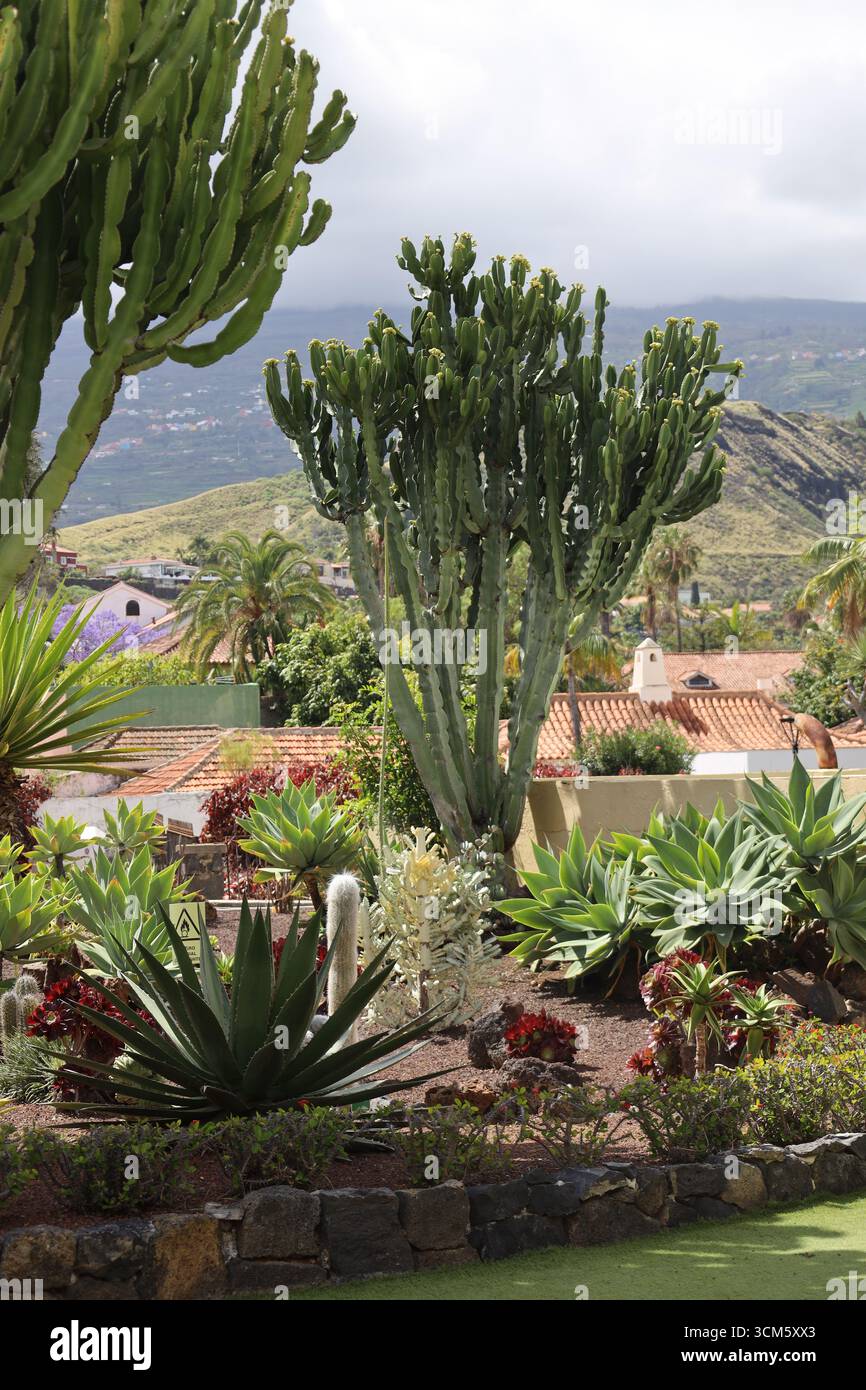 Spurge Cactus (Euphorbia ingens) Candelabra Tree, Tenerife, Isole Canarie, Spagna Foto Stock