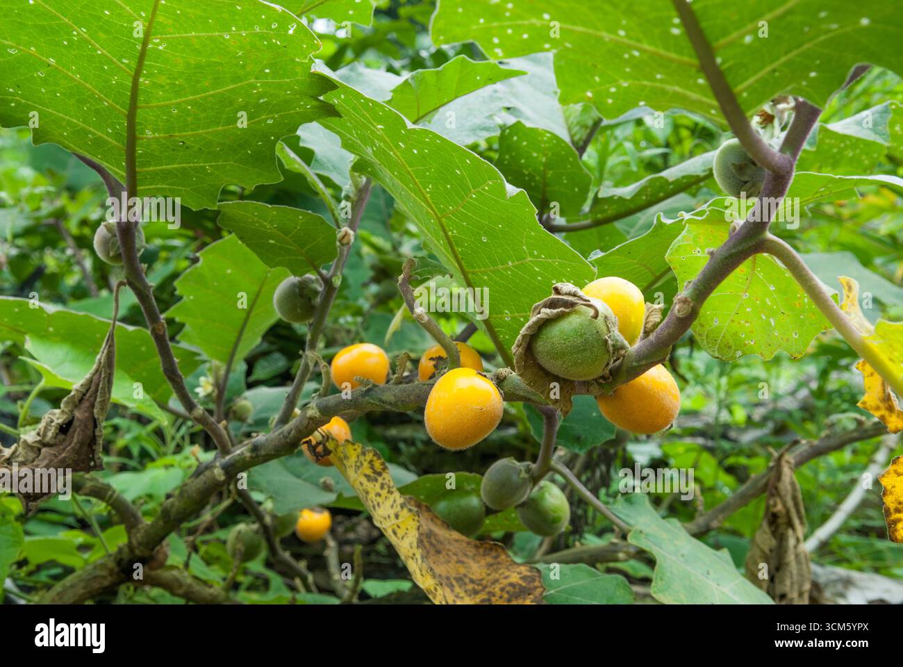 Pomodoro selvatico o Tupiru o Cocona (Solanum sessiliflorum), foresta amazzonica vicino a Surapire, villaggio amerindo sulla riva del fiume Caura, Repubblica bolivariana Foto Stock
