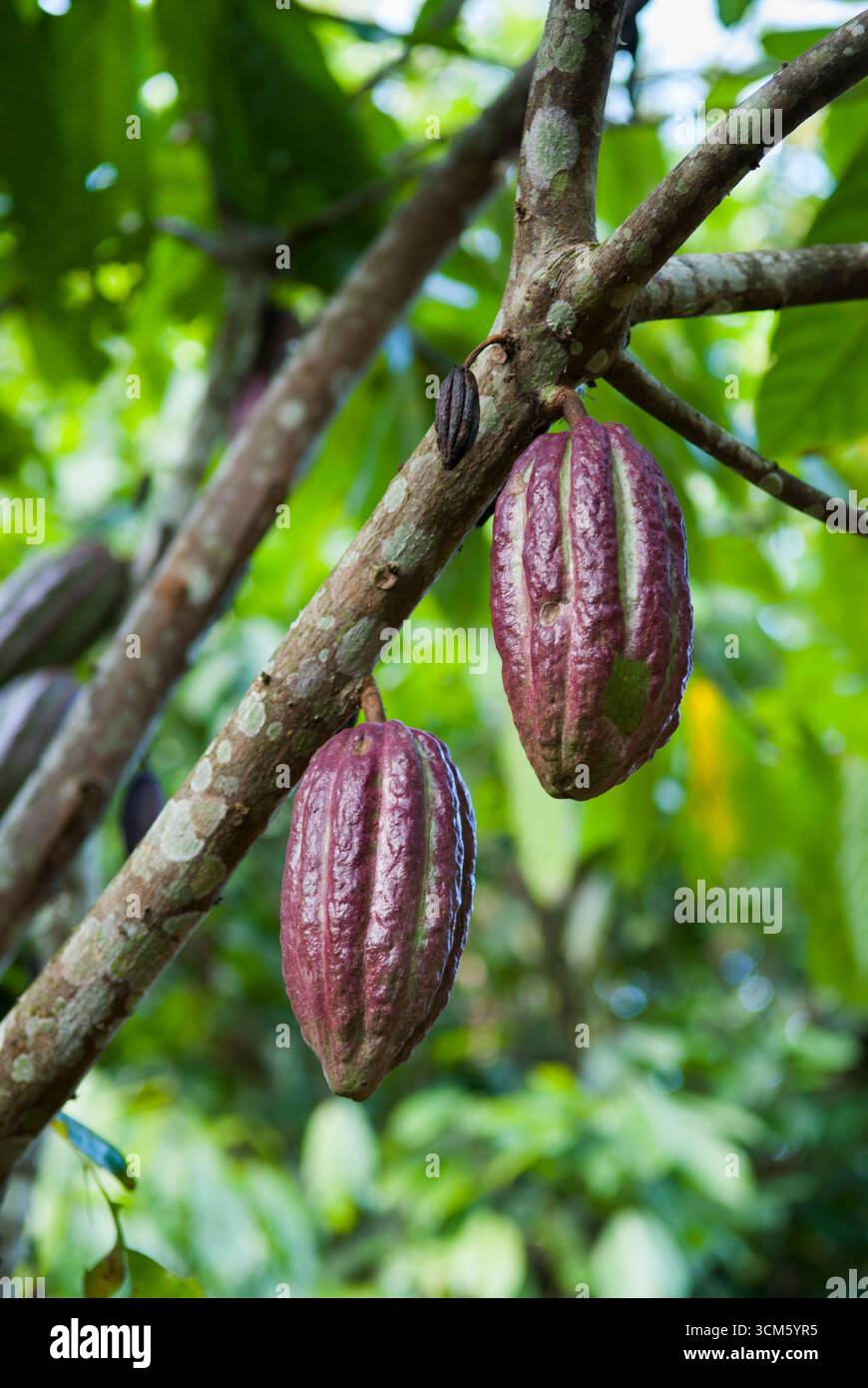 Cacao, Repubblica bolivariana del Venezuela, Sud America Foto Stock