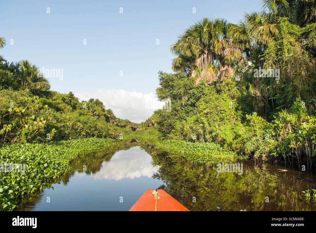 Prua di una canoa scavata sul fiume Tigre, affluente del fiume Orinoco, Stato di Monegas, Repubblica bolivariana del Venezuela, Sud America Foto Stock