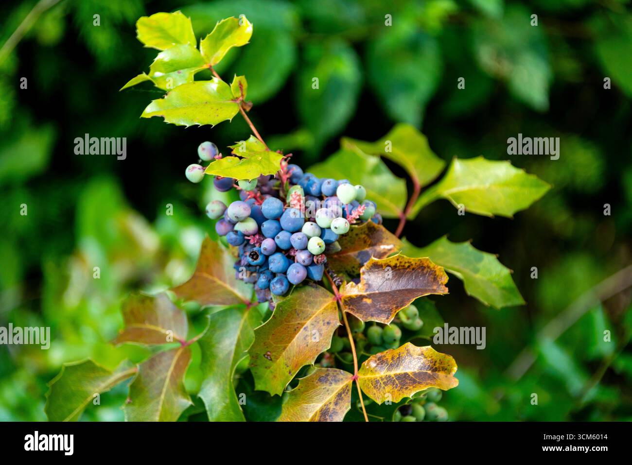 Un macro shot di vivace maturazione delle bacche di uva blu dell'Oregon (Mahonia aquifolium). Il verde rigoglioso e le foglie autunnali creano uno sfondo naturale e stagionale. P Foto Stock