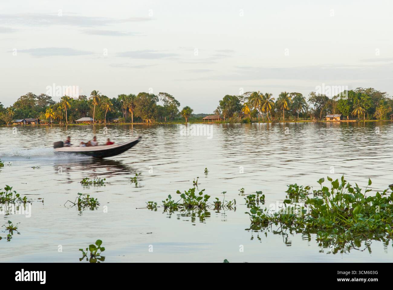Giacinto e motoscafo sul fiume Orinoco, Repubblica bolivariana del Venezuela, Sud America Foto Stock