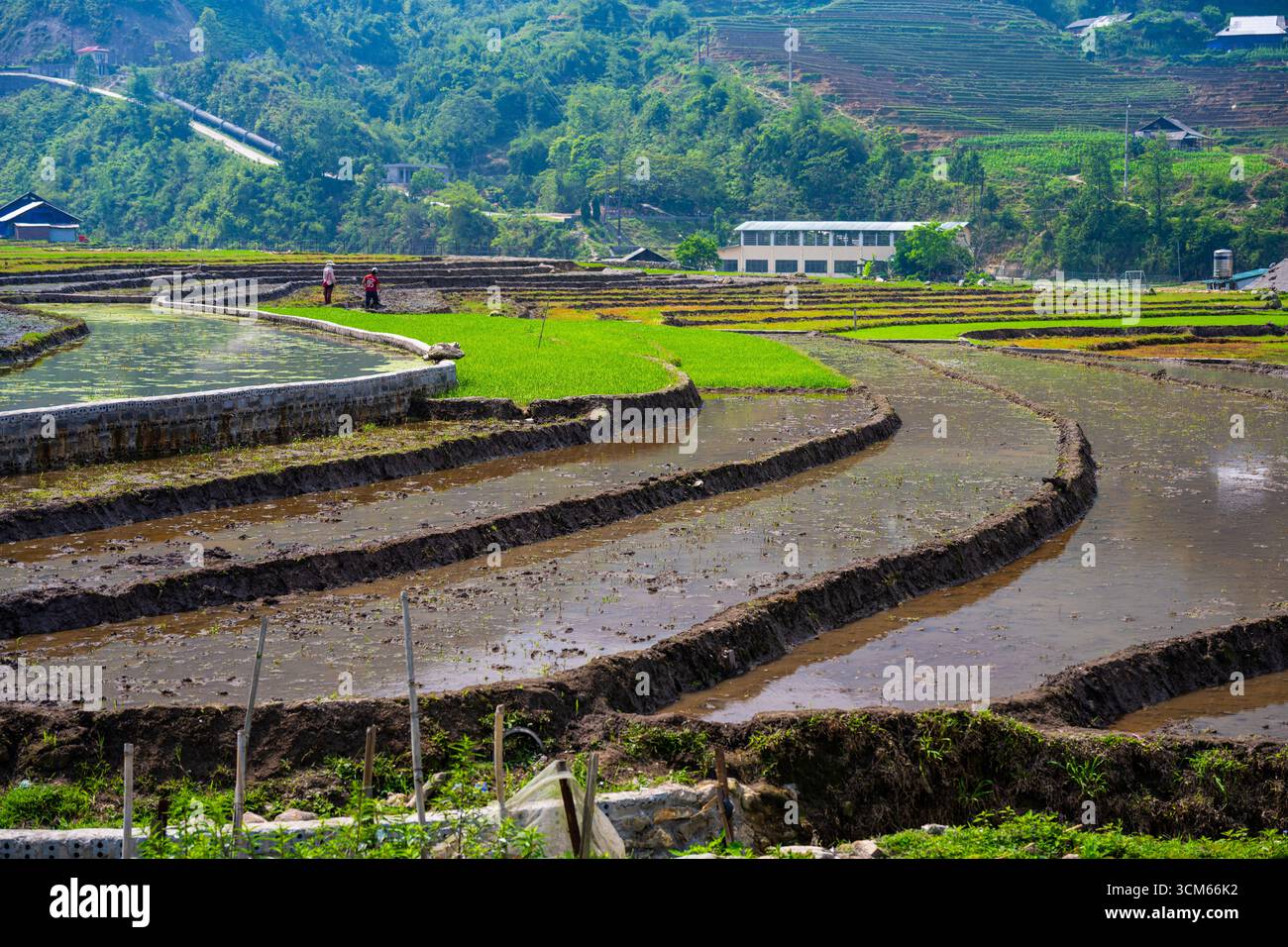 Gli agricoltori lavorano su risaie terrazzate piene d'acqua e giovani colture verdi a Sapa, provincia di Lao Cai, Vietnam. Foto Stock
