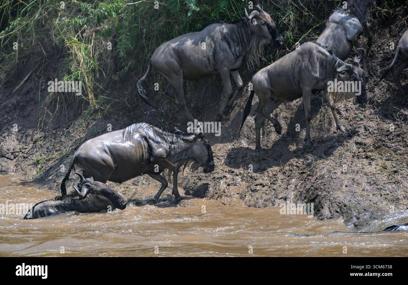 Una mandria di GNU blu (Connochaetes taurinus) che attraversa il fiume Mara durante la grande migrazione, riserva nazionale Masai Mara, Kenya. Foto Stock