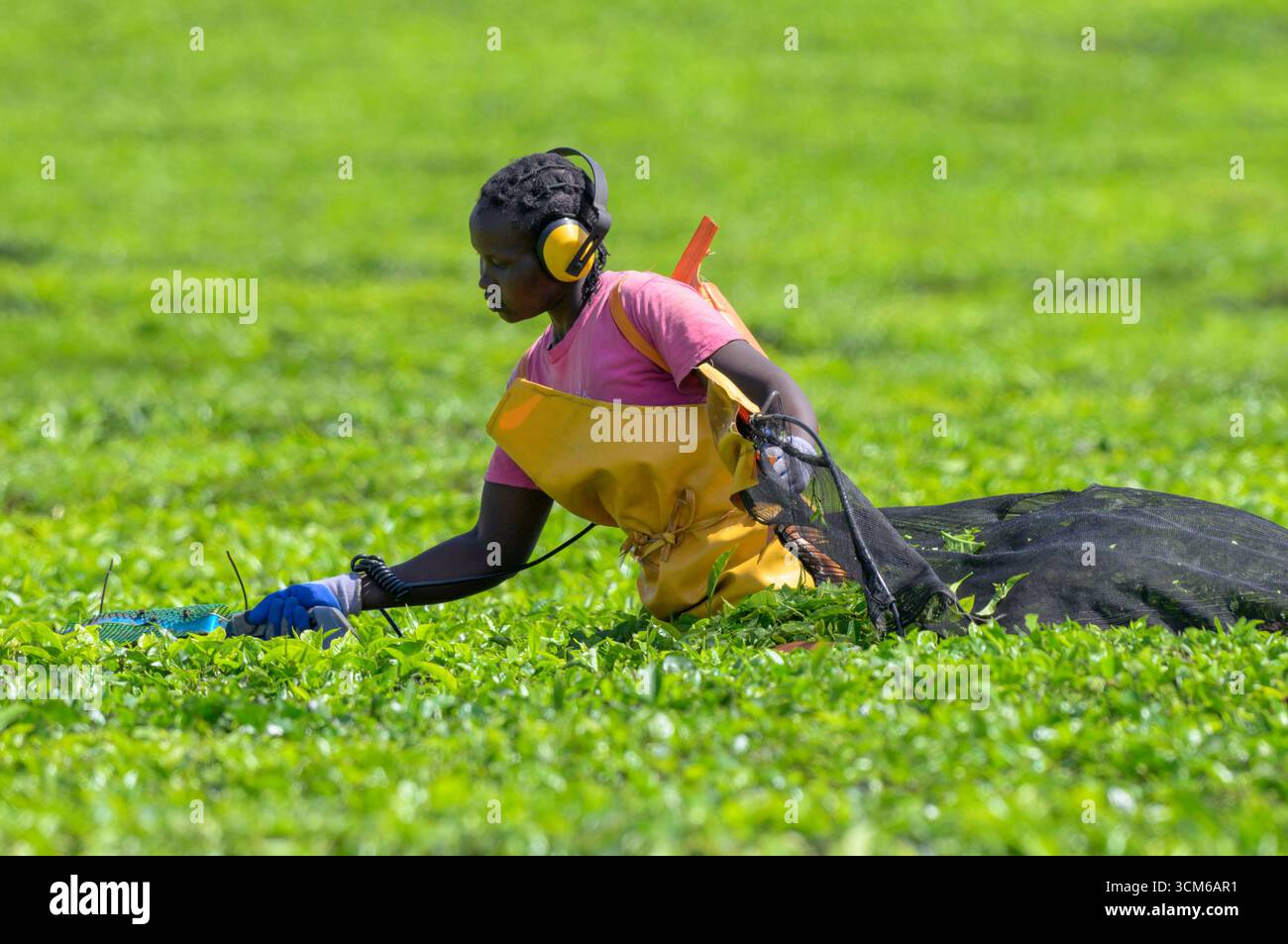 Lavoratrice della piantagione che raccoglie le foglie di tè con una macchina elettrica portatile per la raccolta del tè, Kericho County, Kenya. Foto Stock