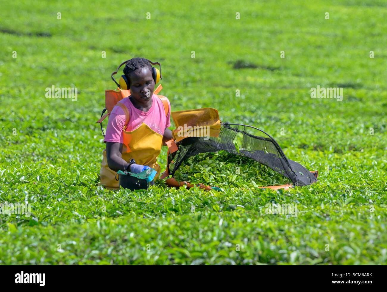 Lavoratrice della piantagione che raccoglie le foglie di tè con una macchina elettrica portatile per la raccolta del tè, Kericho County, Kenya. Foto Stock