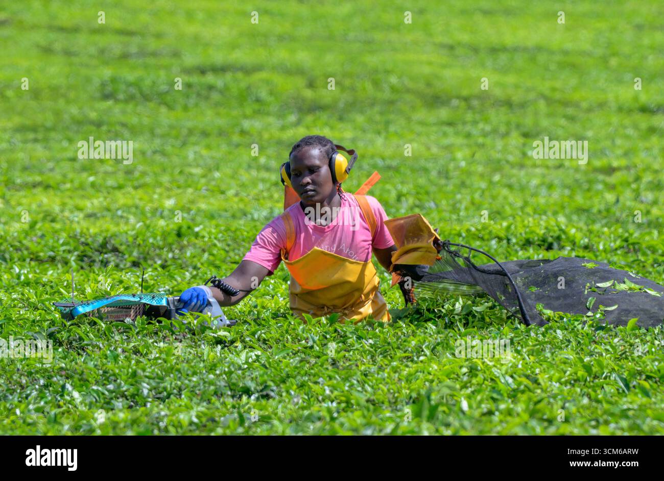 Lavoratrice della piantagione che raccoglie le foglie di tè con una macchina elettrica portatile per la raccolta del tè, Kericho County, Kenya. Foto Stock