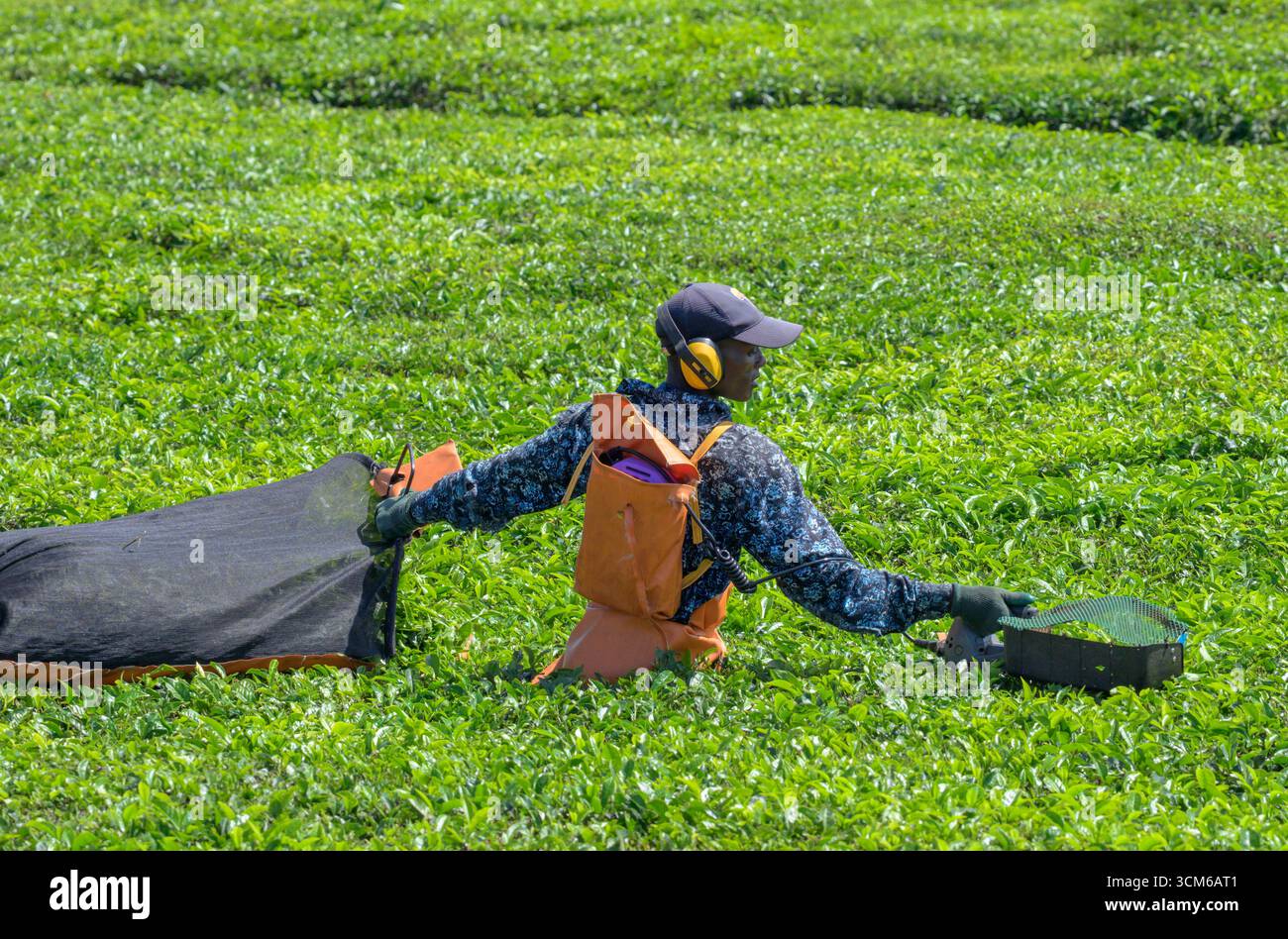 Lavoratore maschio della piantagione che raccoglie foglie di tè con una macchina elettrica portatile per la raccolta del tè, Kericho County, Kenya. Foto Stock
