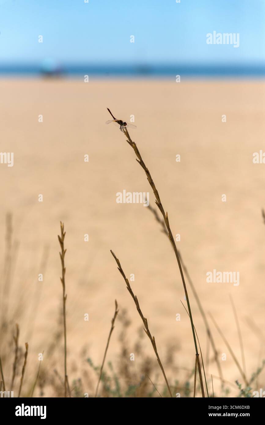 Dragonfly appollaiata sulla punta di un ramo con sfondo sabbioso e cielo, catturata in dettaglio con luce naturale, insetto volante. Foto Stock