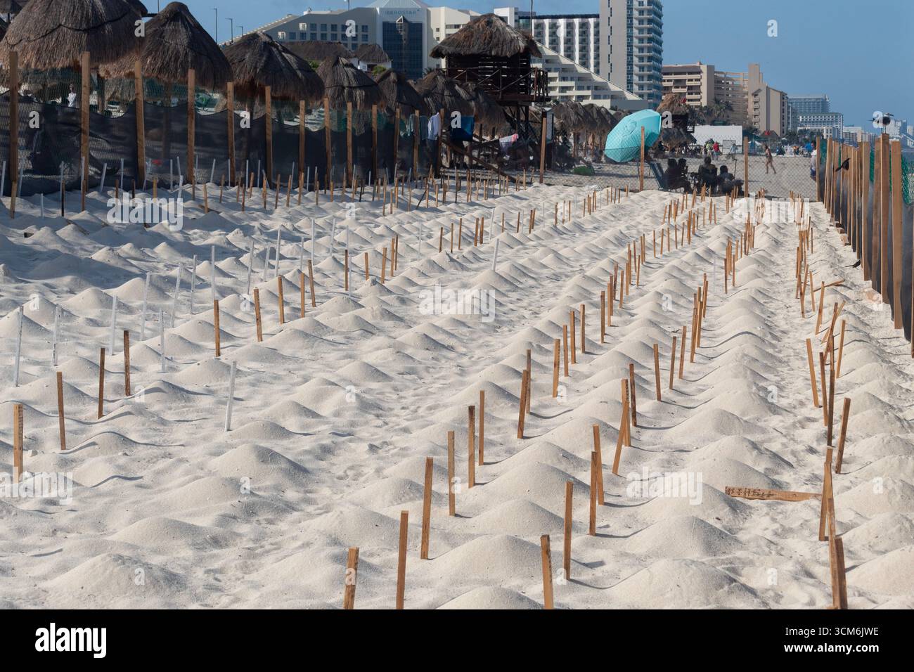 Molti nidi di tartarughe sono circondati da una recinzione nella spiaggia dei delfini a cancun, in messico Foto Stock