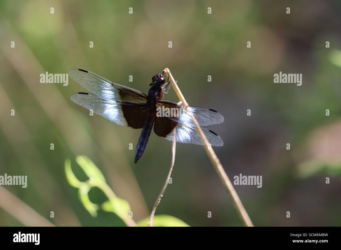 Una vedova skimmer dragonfly che si aggrappa su un ramoscello Foto Stock