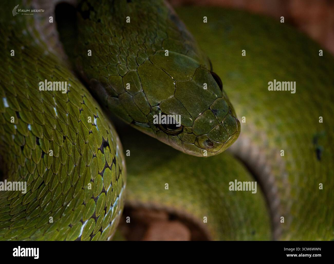 Punta verde serpente verde avvolto in un habitat della giungla. Foto macro dettagliata della testa di un serpente. Parole chiave: Verde, serpente, rettile, scale, macro, Foto Stock