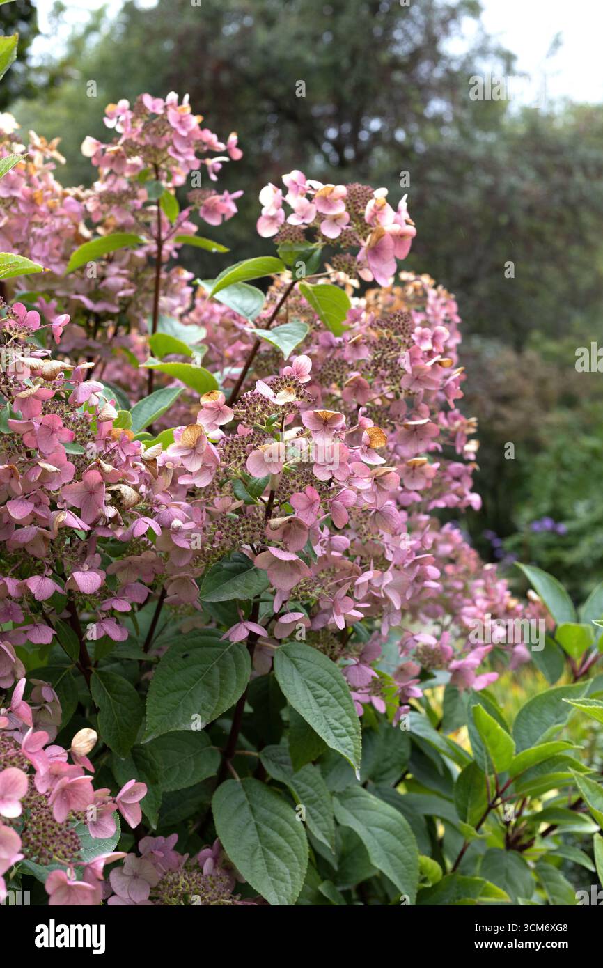Hydrangea paniculata 'Wim's Red'. Foto Stock