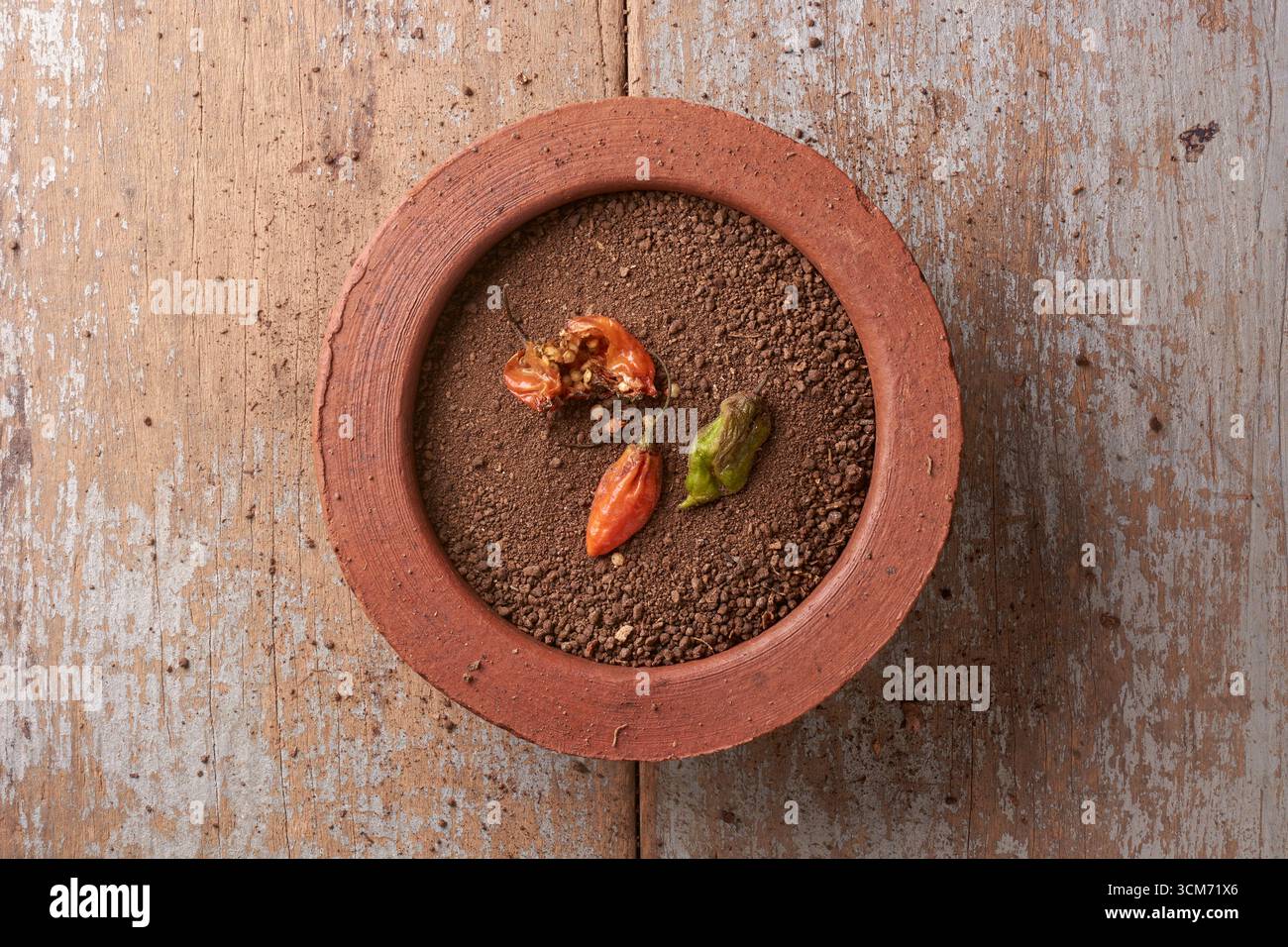 peperoncini troppo maturi in rosso e verde in vaso di argilla con terreno scuro su una superficie di legno intemprata, prelevata dall'alto con spazio di copia, sostenibilità Foto Stock