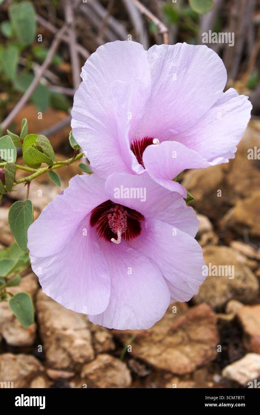 Fiori di Sturt's Desert Rose (Gossypium sturtianum), Northern Territory, Australia Foto Stock
