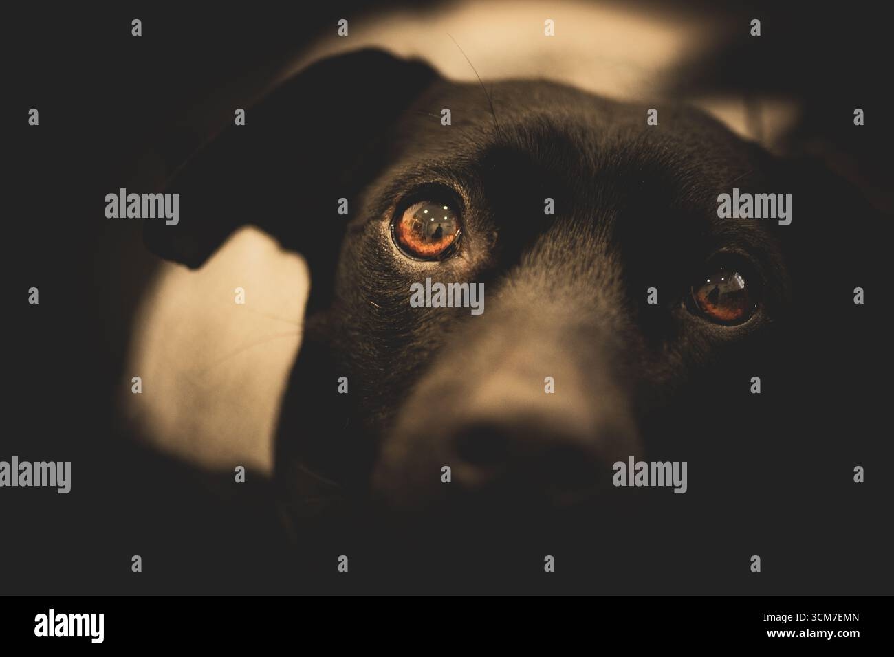 Ritratto cane nero con intensi occhi color ambra Foto Stock