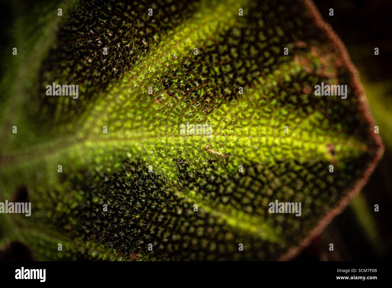 Dettaglio macro di una superficie a lamina testurizzata Foto Stock