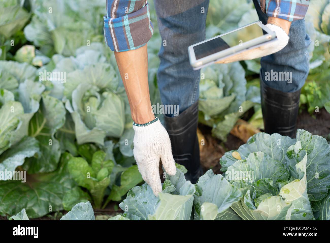 Gli agricoltori utilizzano la principale rete di dati in Internet, la tecnologia agricola, il lavoro sull'analisi dei dati raccolti tramite tablet, la tecnologia per il collegamento dati delle piantagioni Foto Stock