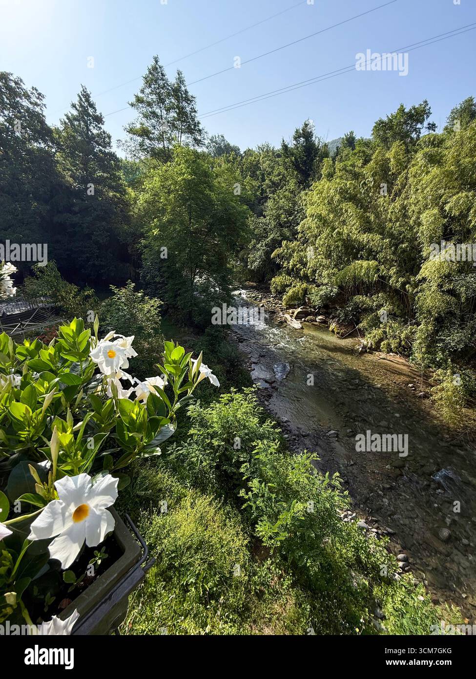 Un mucchio di Gardinia bianca, una pianta estiva in fiore della famiglia di caffè Rubiaceae, su un balcone che si affaccia sul poco profondo fiume roccioso che scorre attraverso il fiume - Immagine stock catturata con smartphone