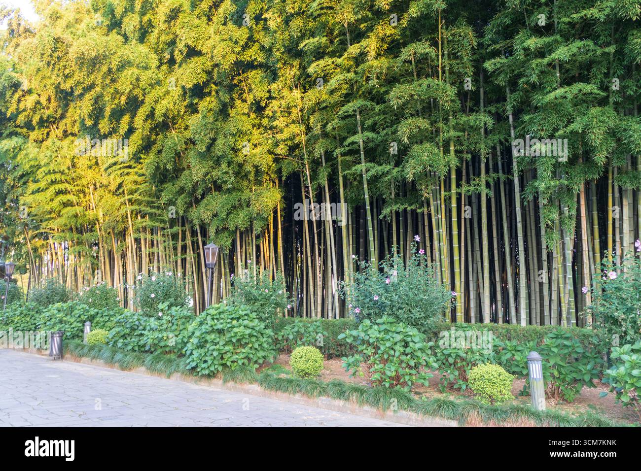 Colpo degli alberi di bambù Foto Stock