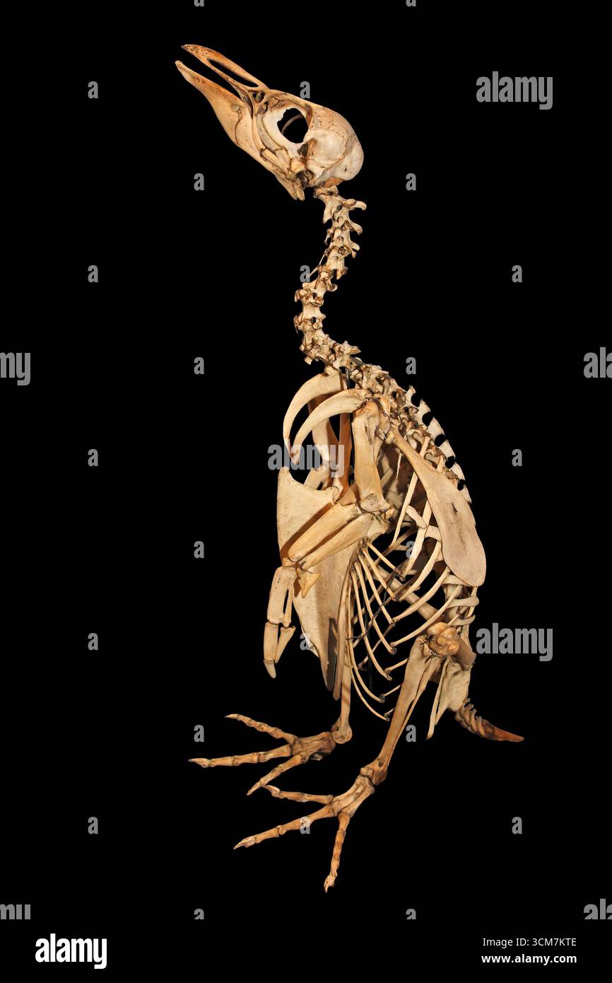 Maccheroni Pinguino (Eudyptes crisolophus) scheletro Foto Stock