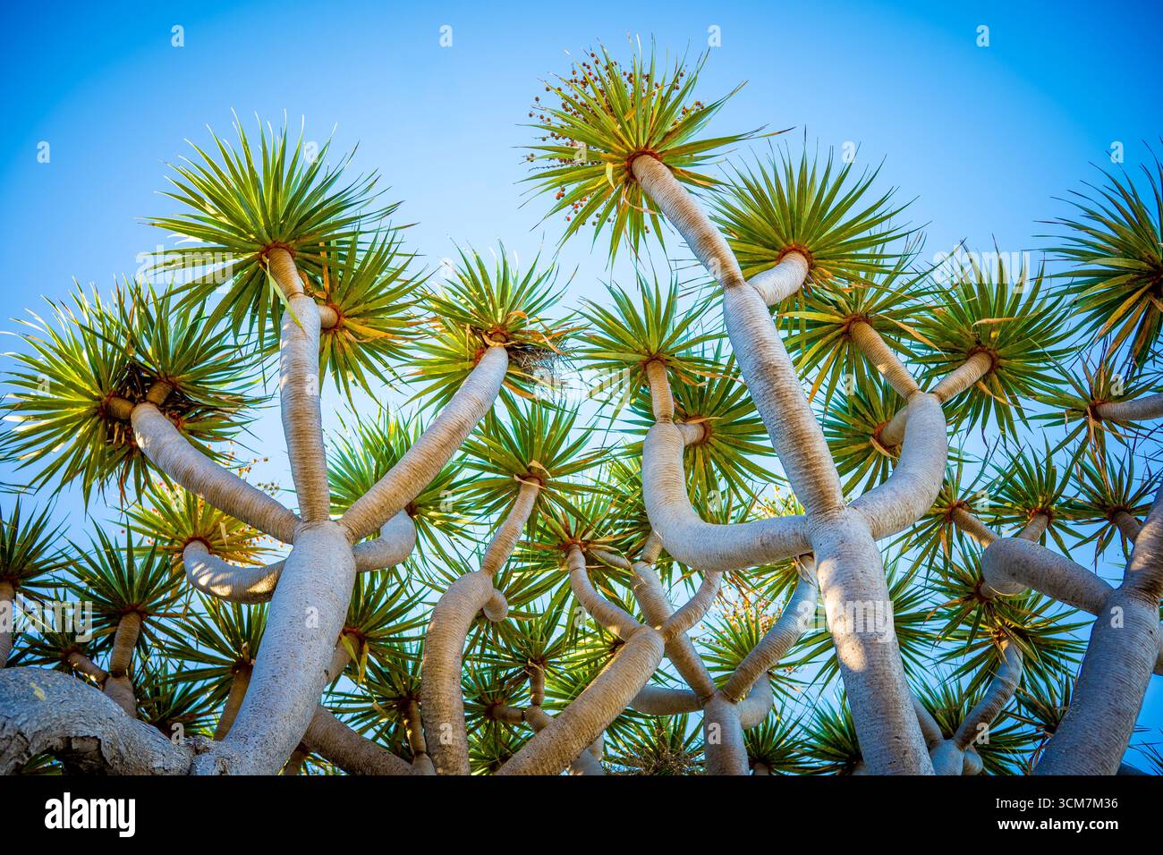 Vista dall'angolo basso dell'albero del drago delle Isole Canarie: Forma di diramazione unica e foglie di rosetta contro un cielo azzurro Foto Stock