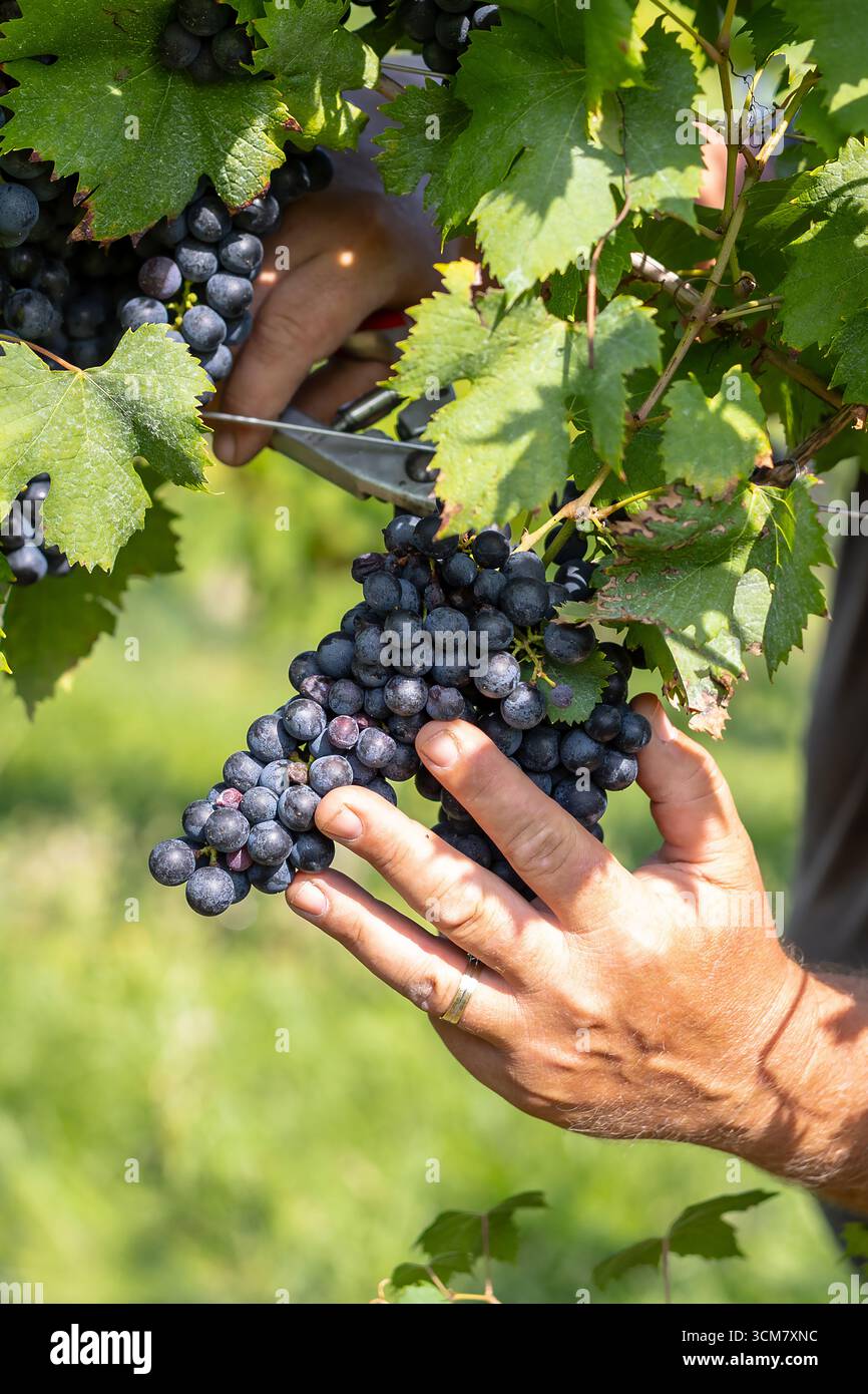 Due mani che raccolgono un mucchio di uve scure sane in un vigneto. L'immagine rappresenta la vendemmia, la viticoltura biologica e la produzione di vino Foto Stock
