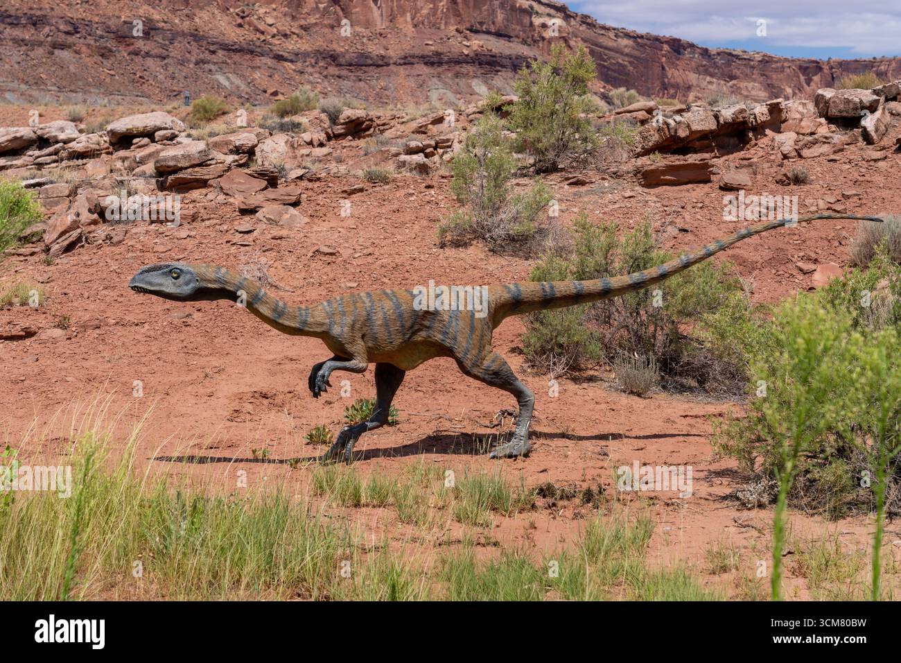 Replica a grandezza naturale di Liliensternus lililiensterni, un dinosauro carnivoro. Nel parco dei dinosauri Moab Giants. Moab, Utah. Foto Stock